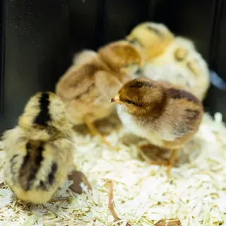 thumbnail for publication: Food and Water for New Chicks
